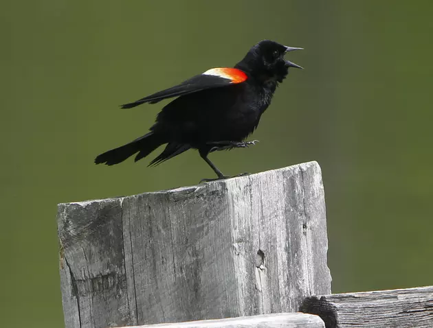 200 red-winged blackbirds are dead, and no one knows why
