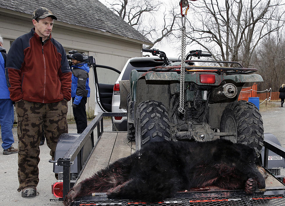 Firearm-only bear hunt in New Jersey resumes