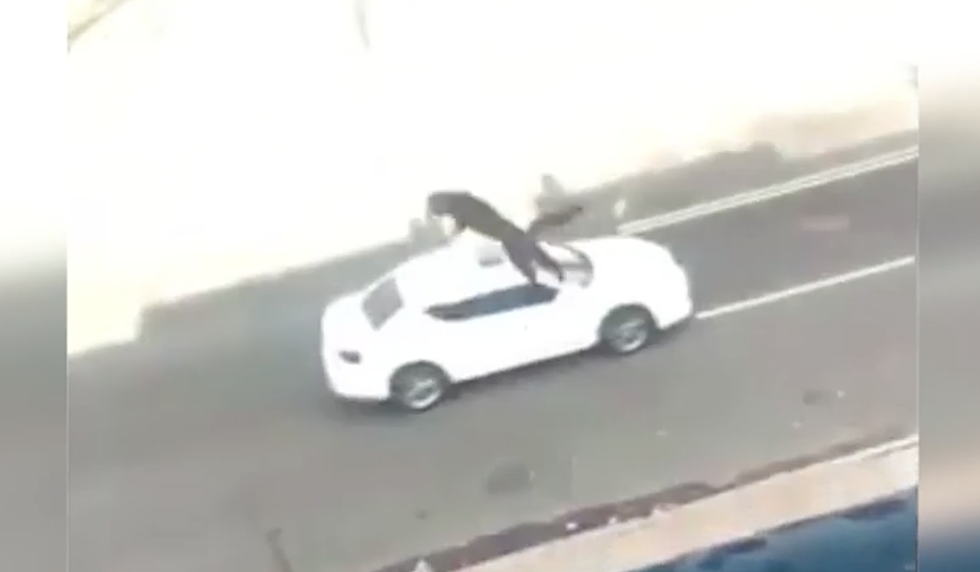 Cat, seen on video being thrown from third-floor window, is doing OK