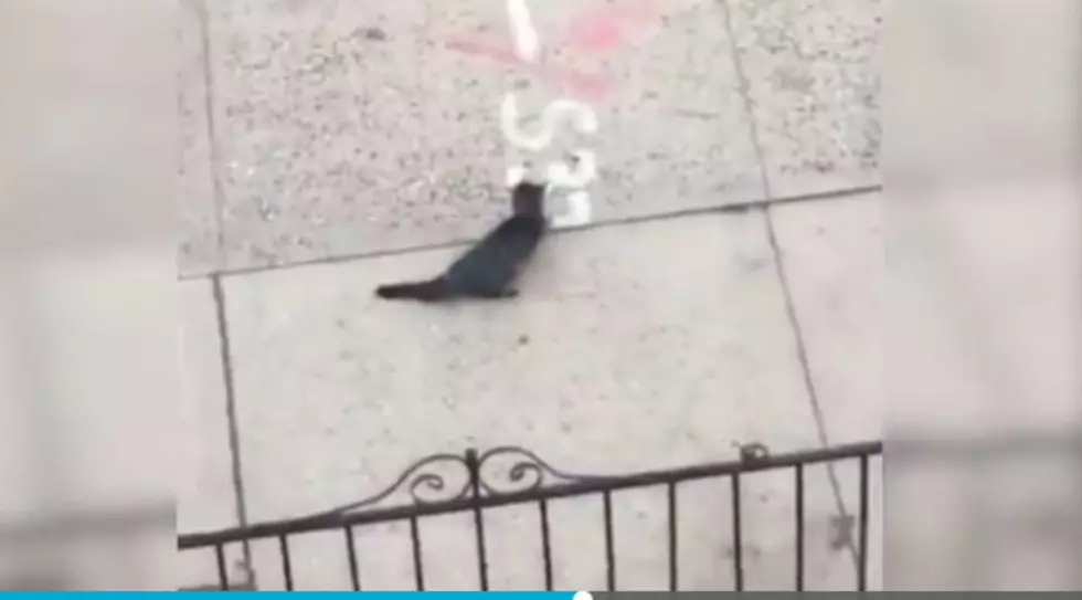 Cat, seen on video being thrown from third-floor window, is doing OK