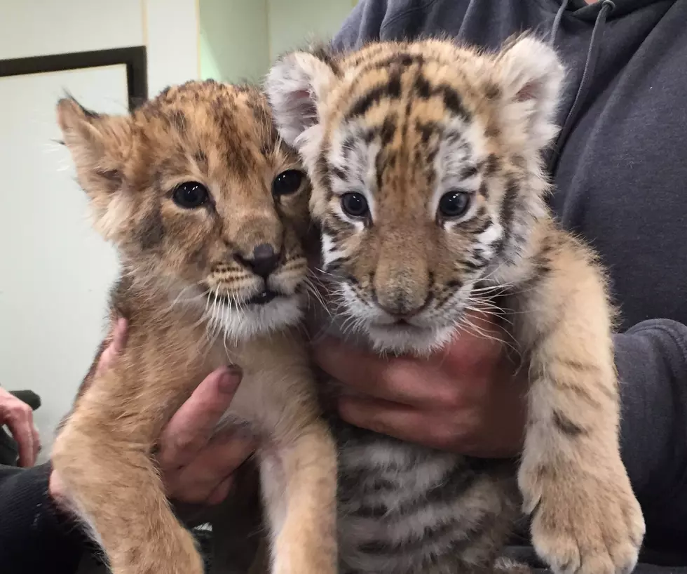 Adorable tiger and lion cubs mark first birthday at Six Flags safari