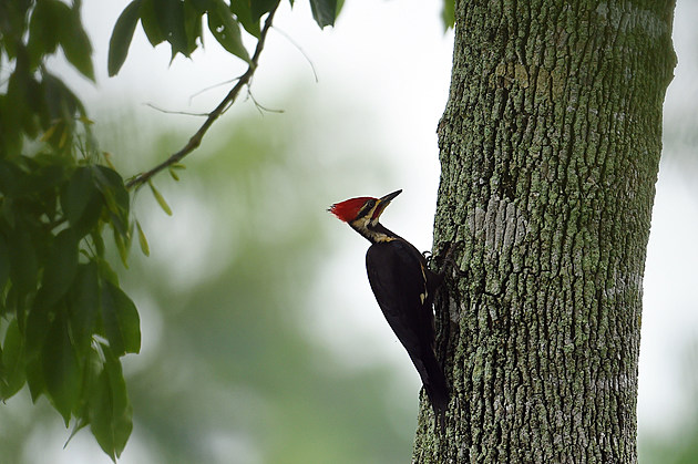 A Jersey &#8216;burbs tale — Deminski vs. woodpecker