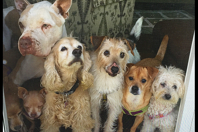 &#8216;Monkey&#8217;s House&#8217; is South Jersey Sanctuary for Older, Ailing Dogs