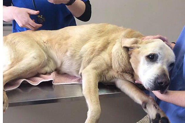 Dog that was lost or abandoned improving after rescue from NJ pond