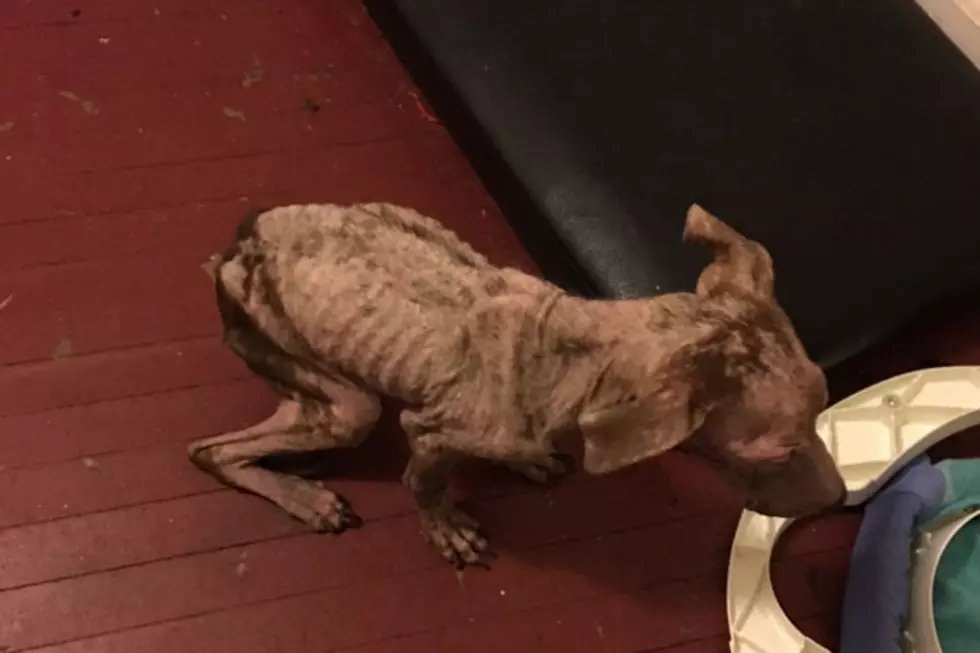 NJSPCA rescues abused puppy from apartment after local official refuses to act