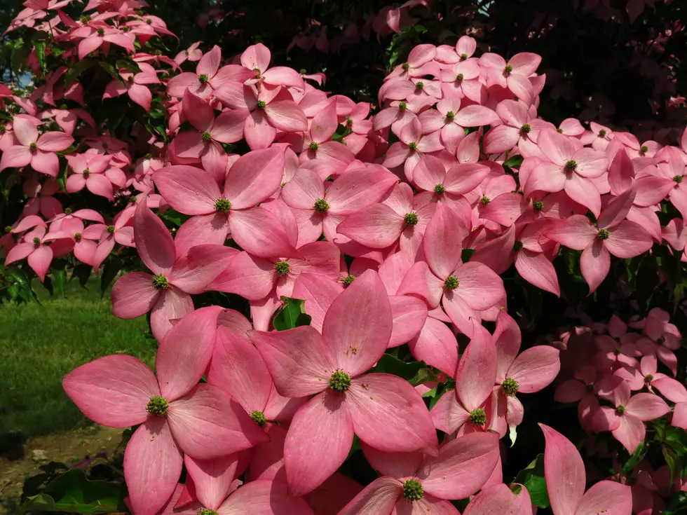 New dogwood tree variety developed by Rutgers is pretty &#8230; and tough!