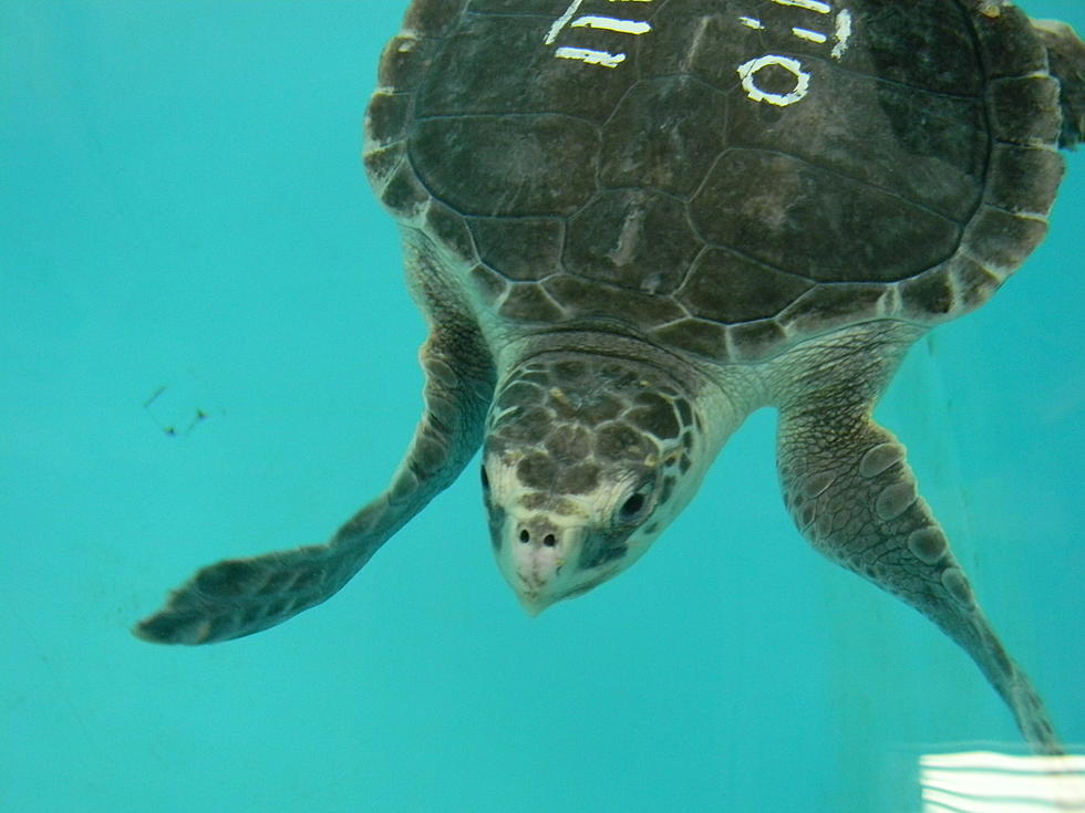 Turtle Appreciation Day at Jenkinson’s Aquarium