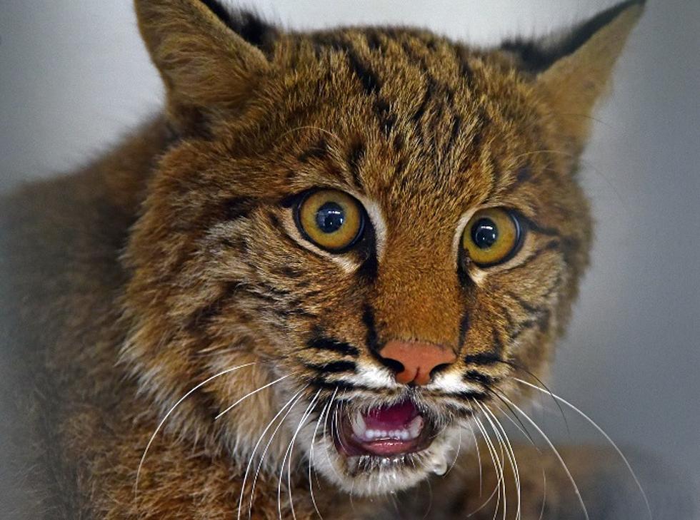 Bobcat released back into the Jersey wild after being hit by car