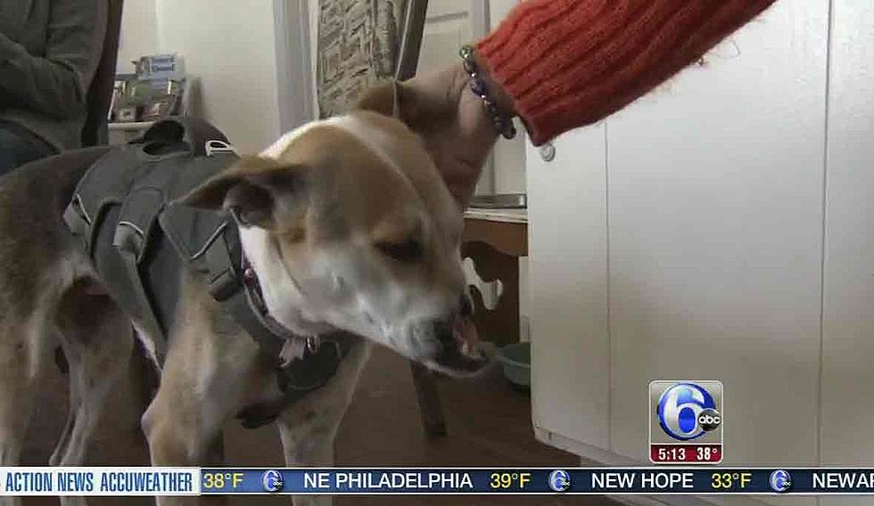 Dog destined for dinner gets new home — and new face — in New Jersey