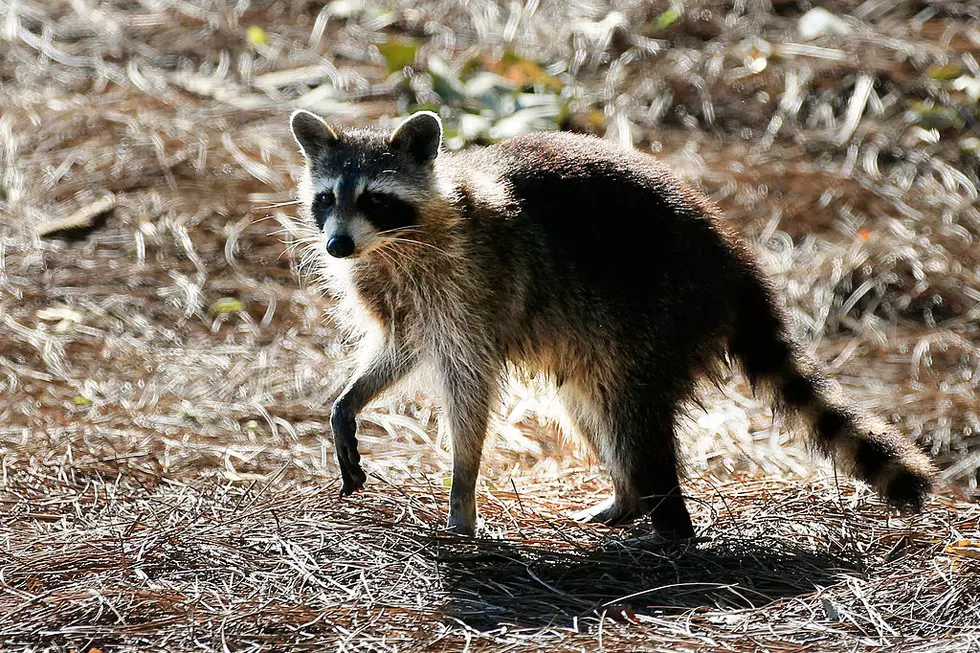 Cape May dropping 31,0000 rabies baits from the sky