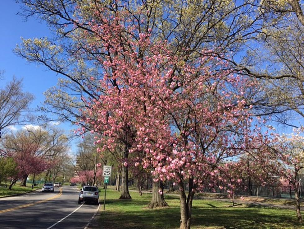 Newark has the most cherry blossoms in the country — Yes, even more than D.C.