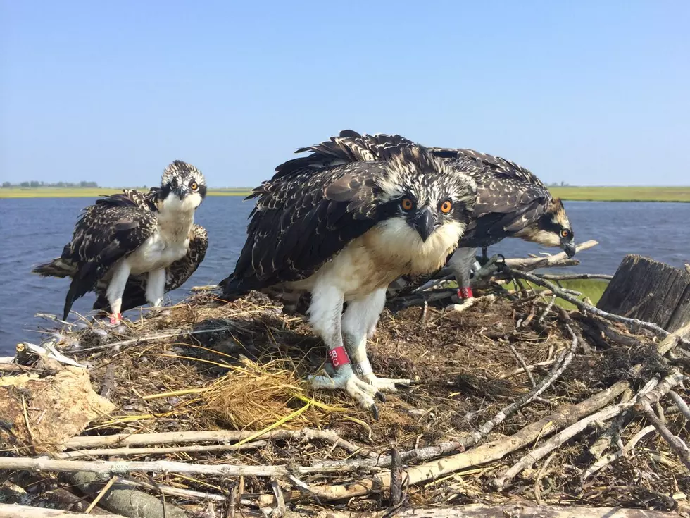 One sign of spring in New Jersey: The return of the ospreys