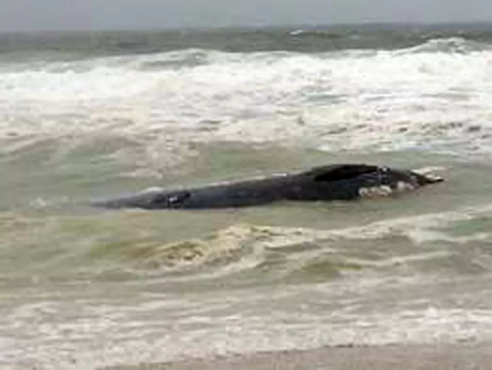 &#8216;Unusual mortality rate&#8217; declared after whale washes up on Jersey Shore