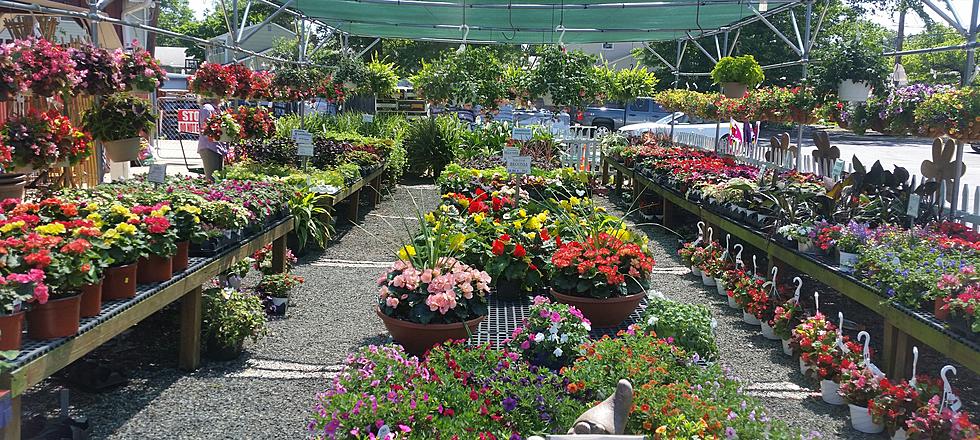 Use These Plants And Herbs To Keep Bugs Away Nj Garden Centers Say