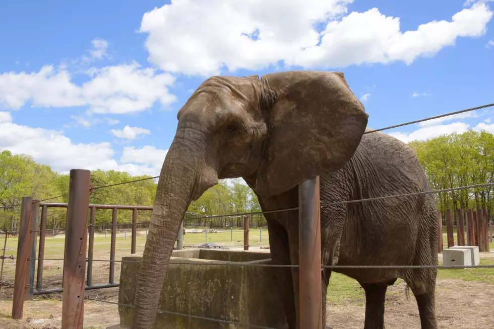 Watch a talented elephant paint, then win the picture and tix to Six Flags