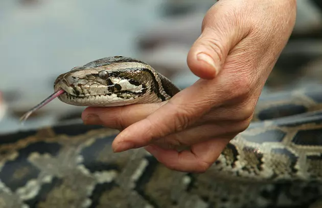 Pet snake bites Jersey Shore boy