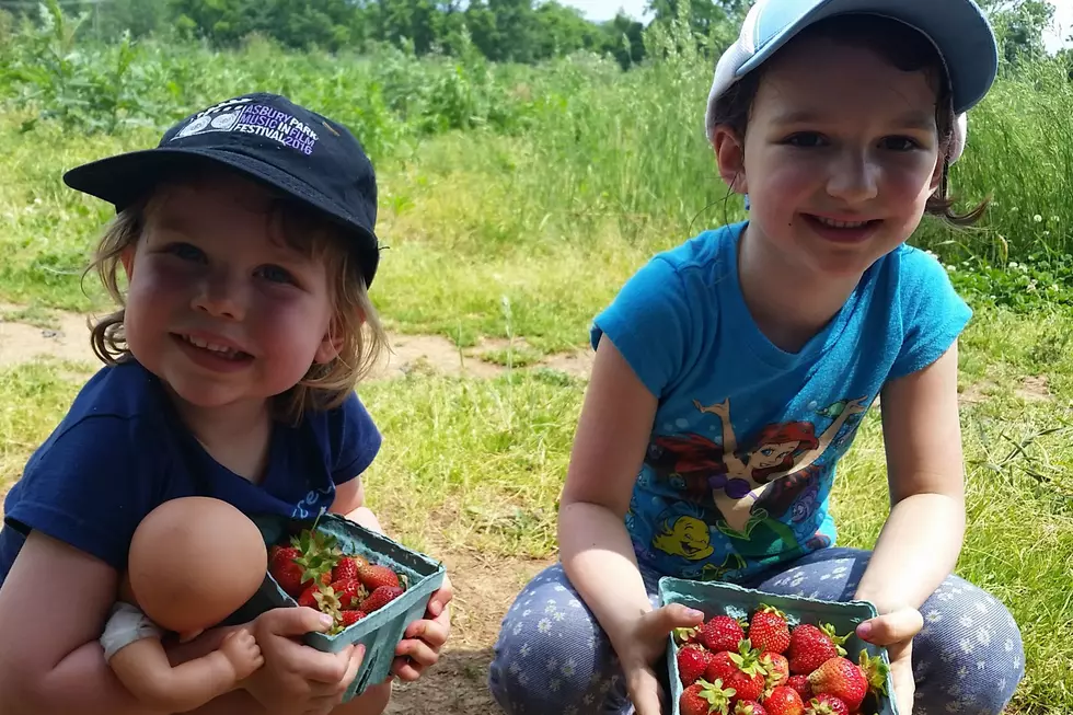 Pick &#8217;em before they&#8217;re gone: NJ strawberries! 20 great spots.