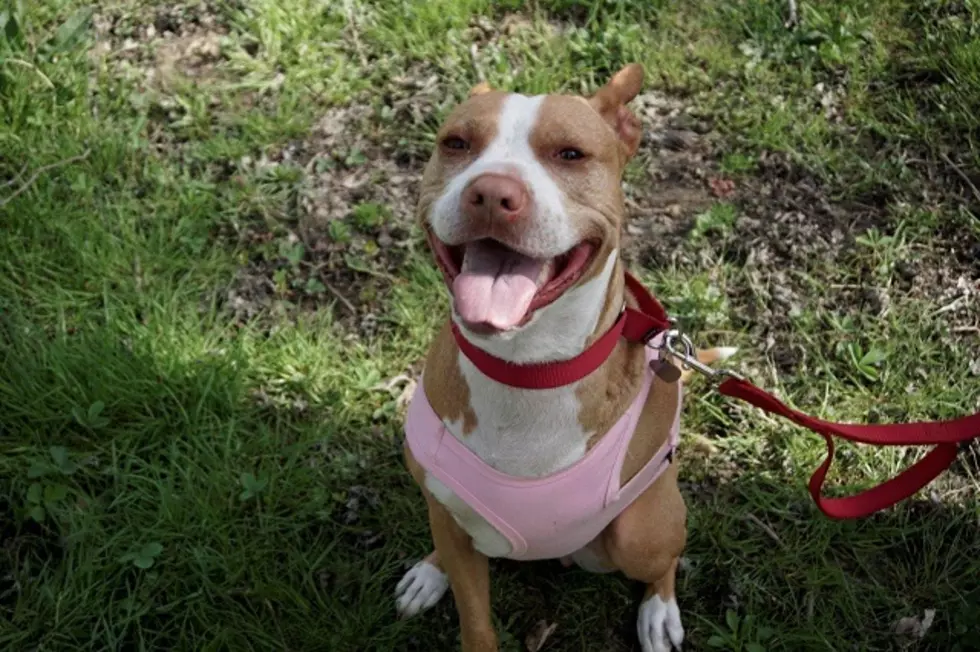 Adoption Monday: Let Angel&#8217;s smile light up your life