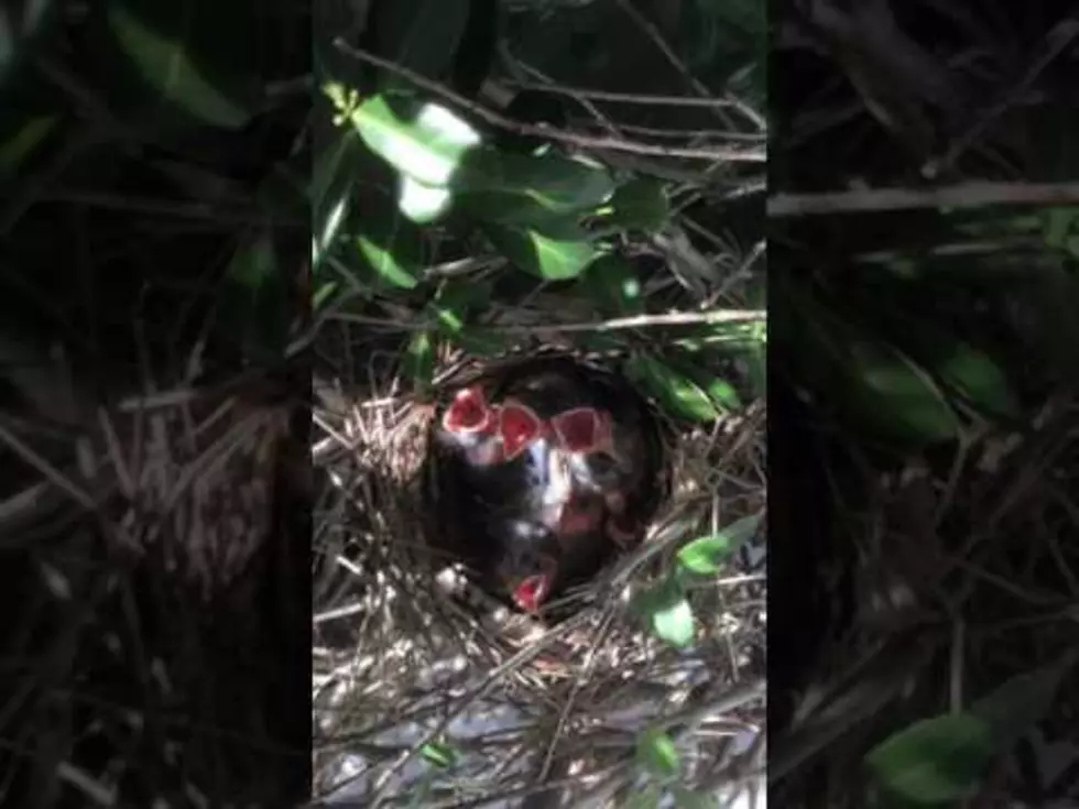 Watch adorable baby birds discovered in Spadea’s backyard