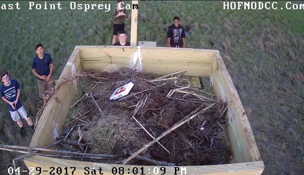 Who threw trash into a South Jersey osprey nest?
