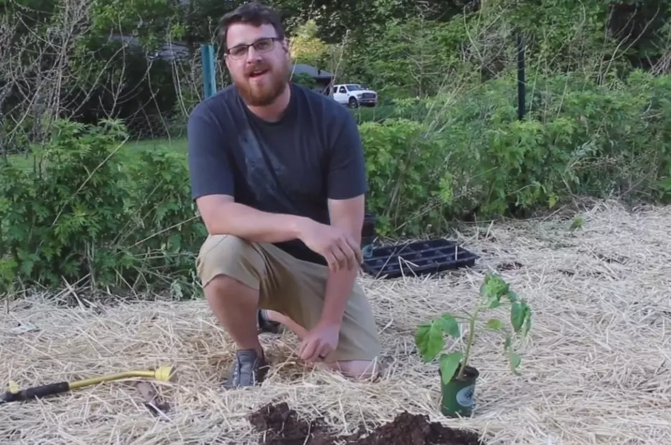 The proper way to plant tomatoes in New Jersey