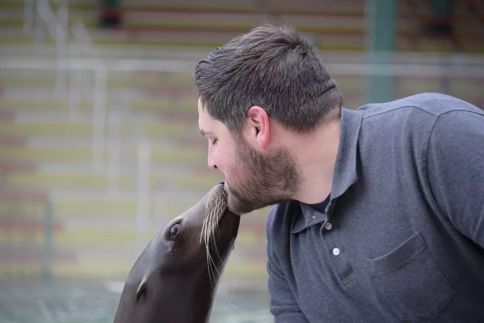 They’re talented…and great kissers — Sea lions at Six Flags have some amazing skills