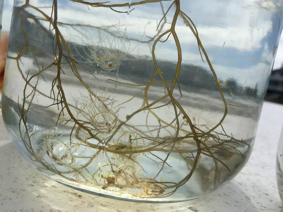 Have you seen clinging jellyfish in NJ? You should report it