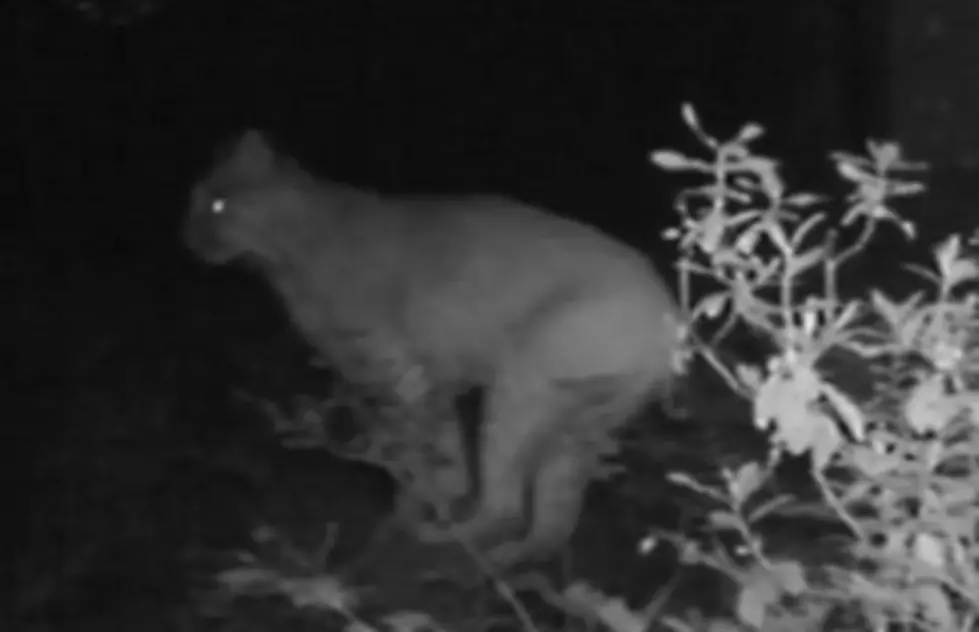 A Warren County resident set up a bear cam, found a dangerous cat instead