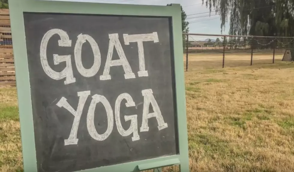 Watch people doing yoga with goats — Seriously, Goat Yoga exists.