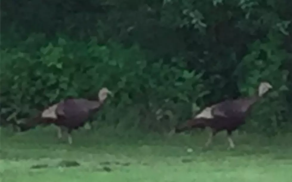 Are these wild turkeys in my back yard?