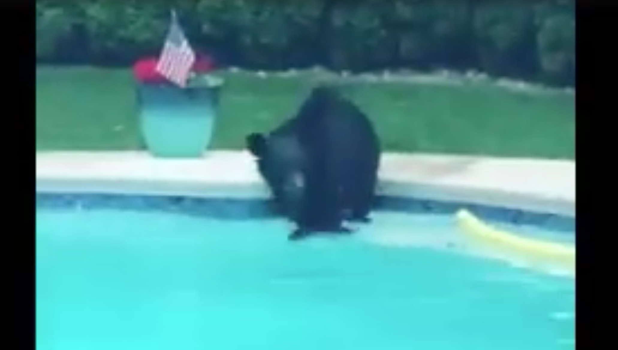 Bears spotted in 3 Central NJ towns — and caught on video swimming