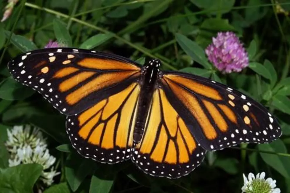 This Week&#8217;s Cape May County 4-H Fair Includes Butterfly Encounter