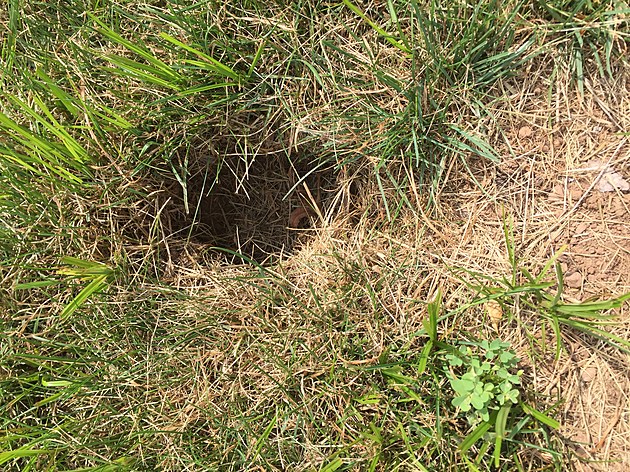 What creature made this hole in my yard?
