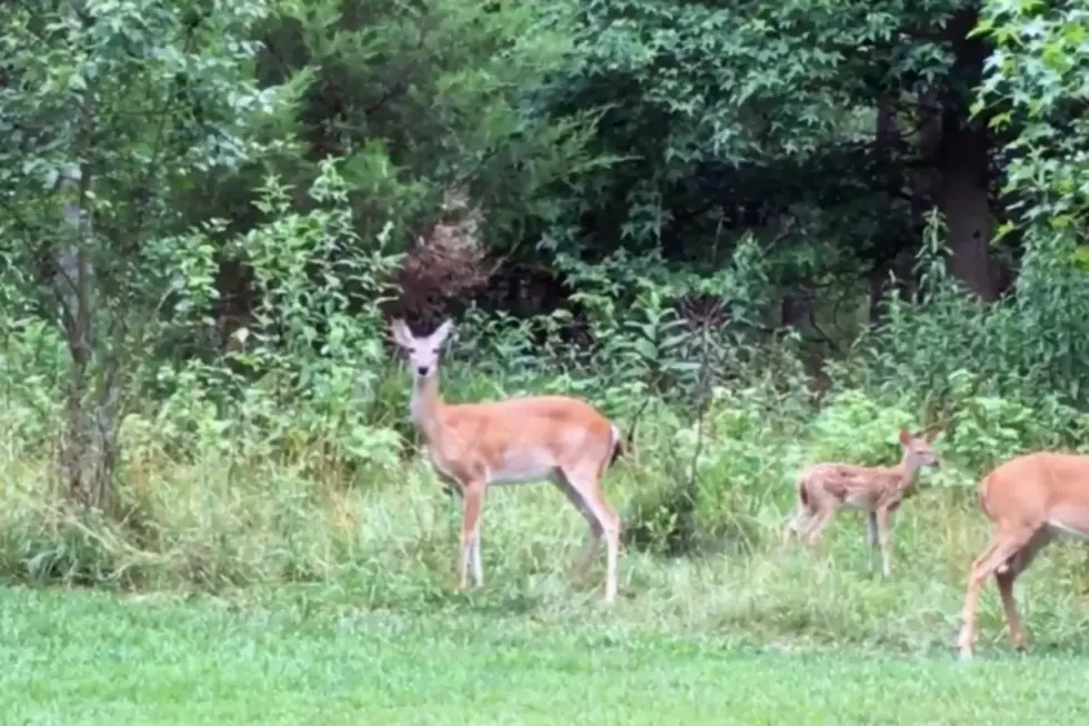 To manage deer population, NJ residents are fine with hunting