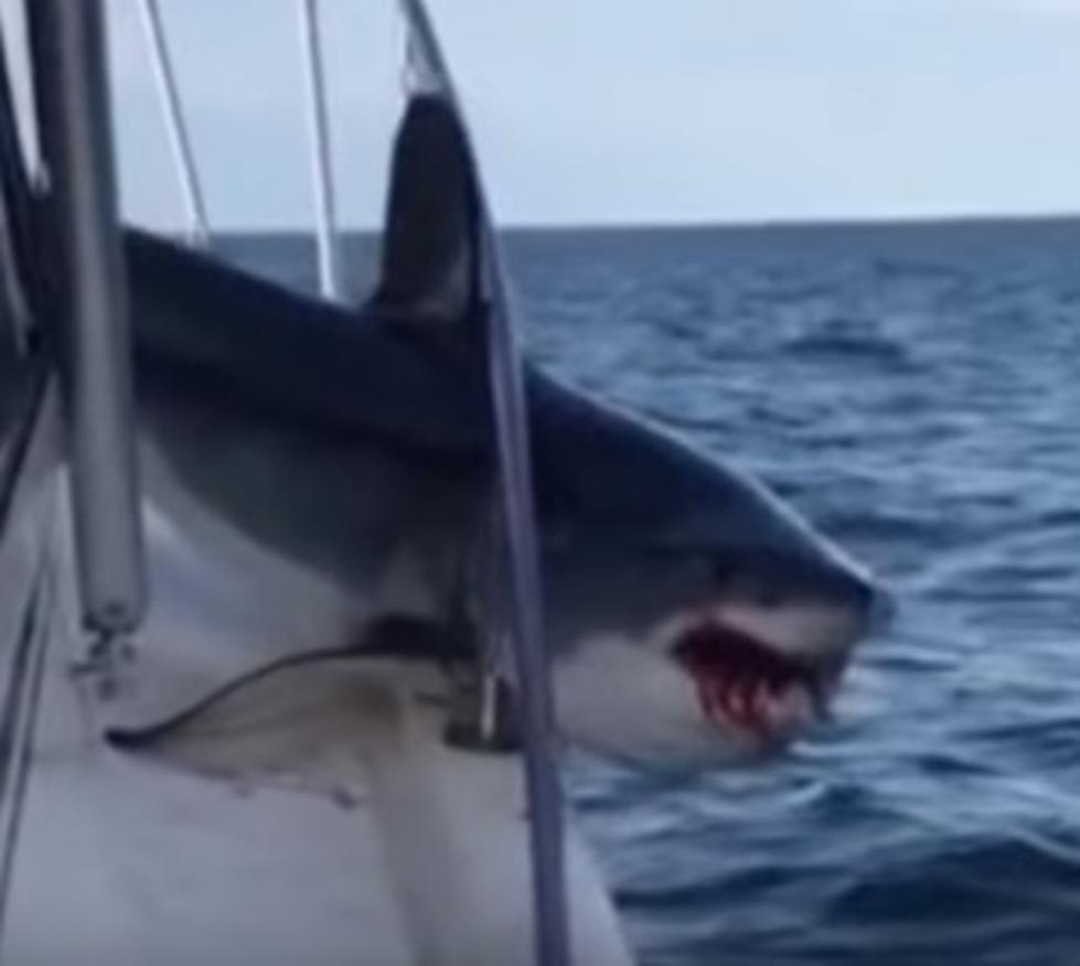 Nothing to see here; just a shark jumping onto a boat