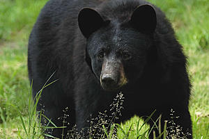 Bear hunt starts today — and could be NJ&#8217;s last