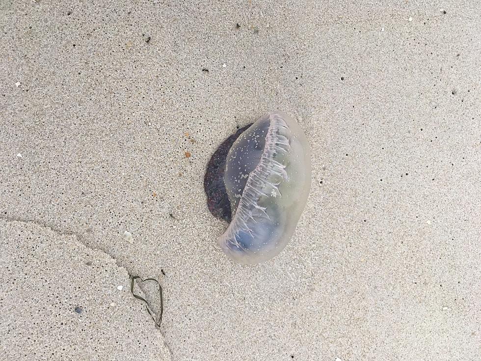 Painful man o’ war spotted at Jersey Shore; wind could push more this way