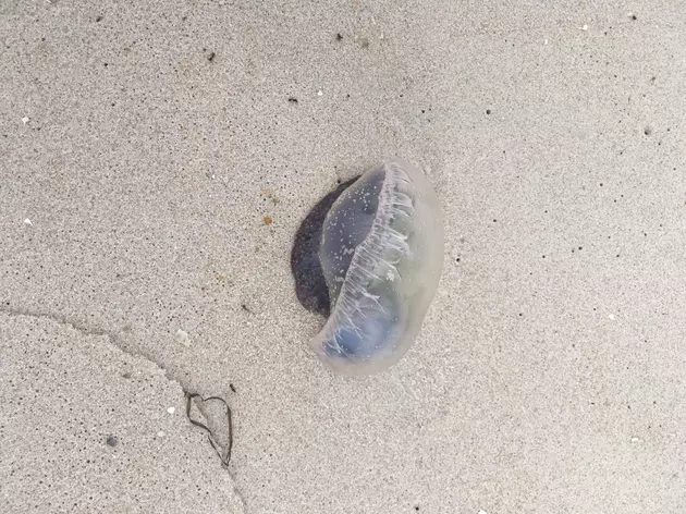 Painful man o&#8217; war spotted at Jersey Shore; wind could push more this way