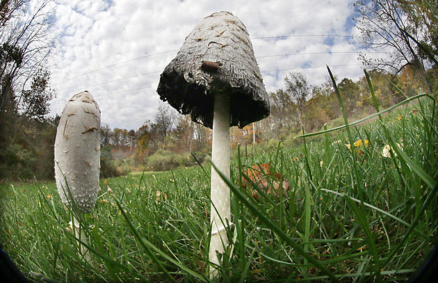 Dozens in NJ sickened by poison mushrooms this summer