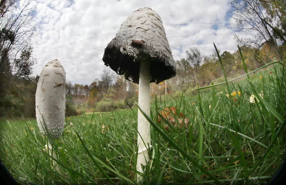 Dozens in NJ Sickened By Poison Mushrooms This Summer