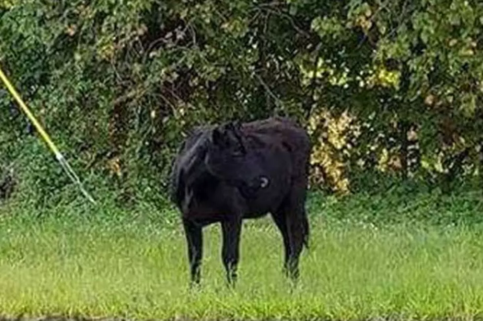 Holy cow! Stray bull corralled off Route 195
