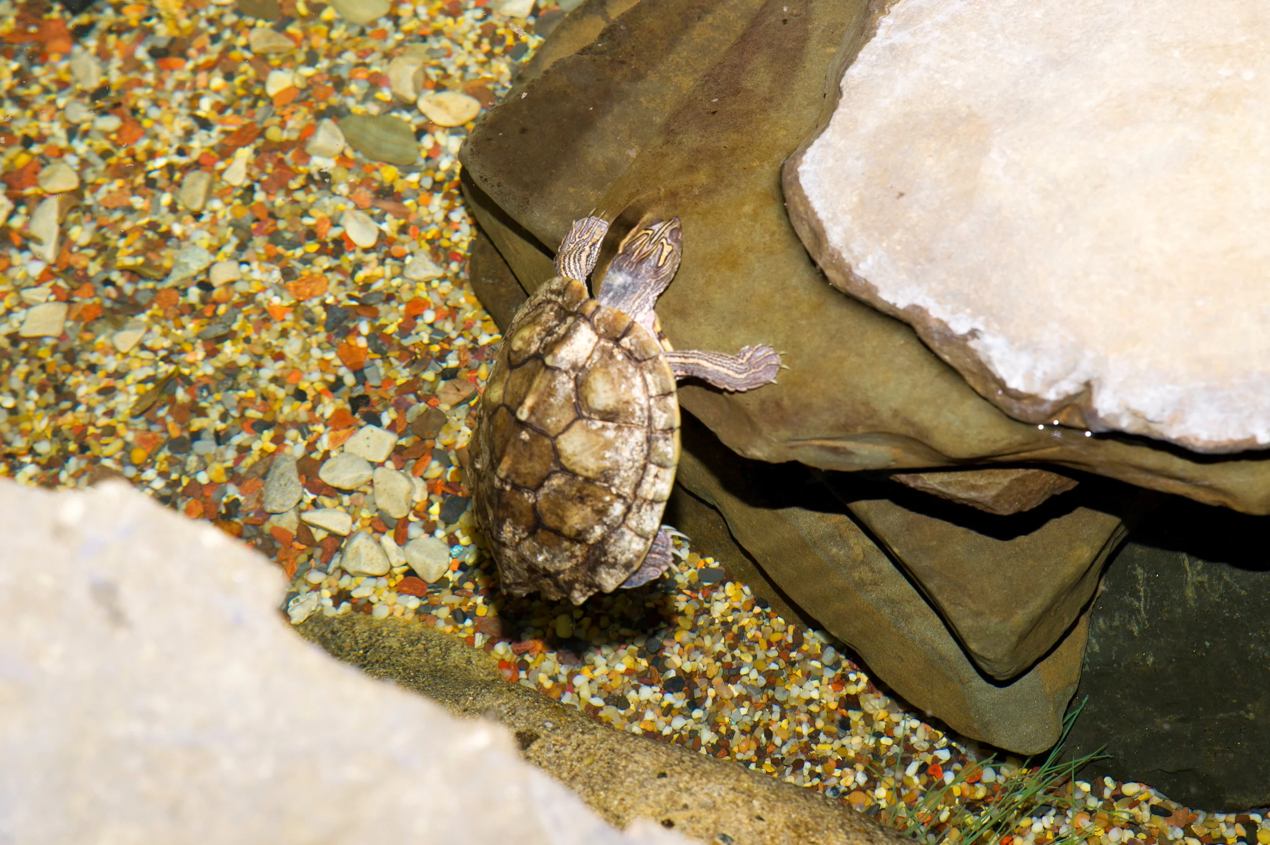 Salmonella outbreak linked to small turtles includes two Pennsylvania cases