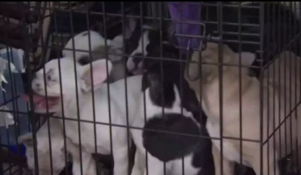 3 charged after puppies rescued from filthy, sweltering van