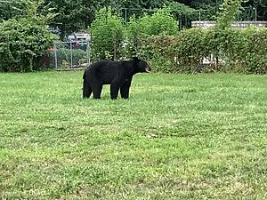 Bear cub visits NJ town before moving along, Mayor says