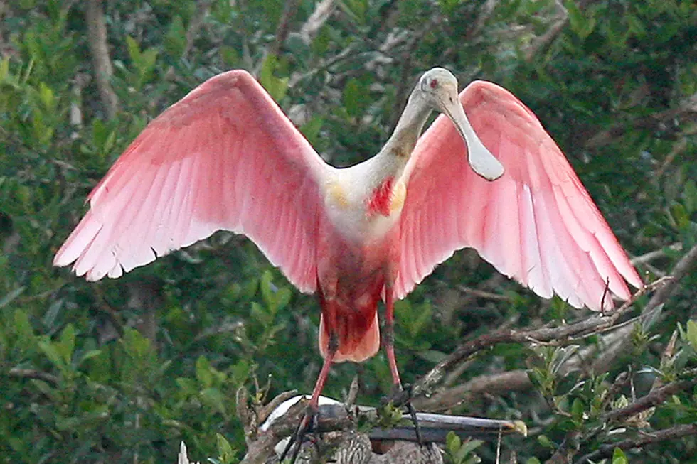 What the heck is that?! Bizarre pink bird showing up in NJ