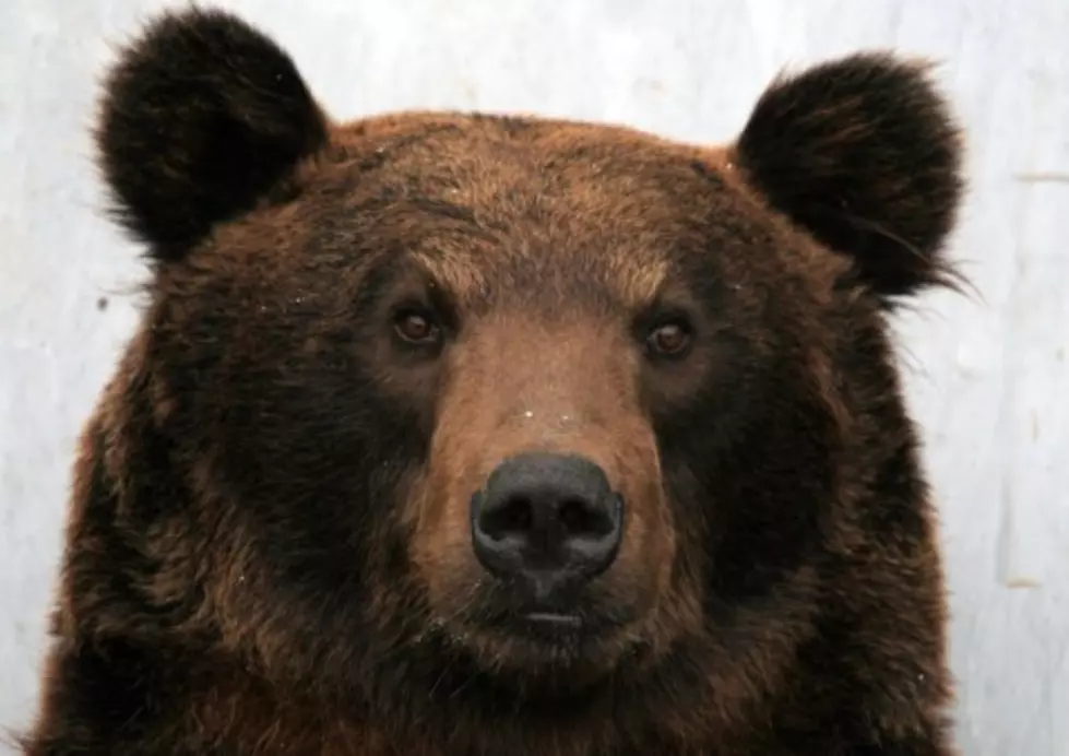 Are NJ bear hunts really necessary? A look at the numbers
