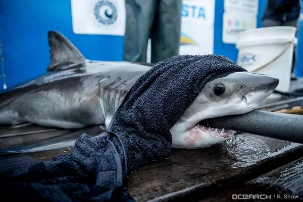 Great white shark caught — and released — off Jersey Shore
