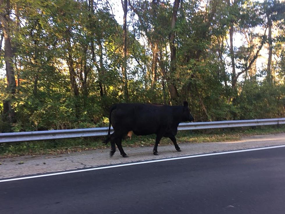Mooooo-ve over! Runaway cow slows morning commute on Route 29