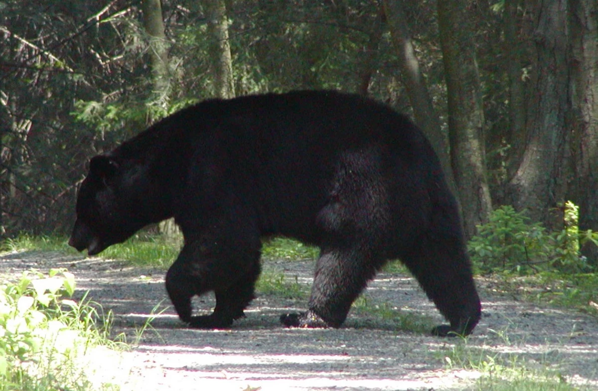 New Jersey's latest bear hunt may also be last for a while