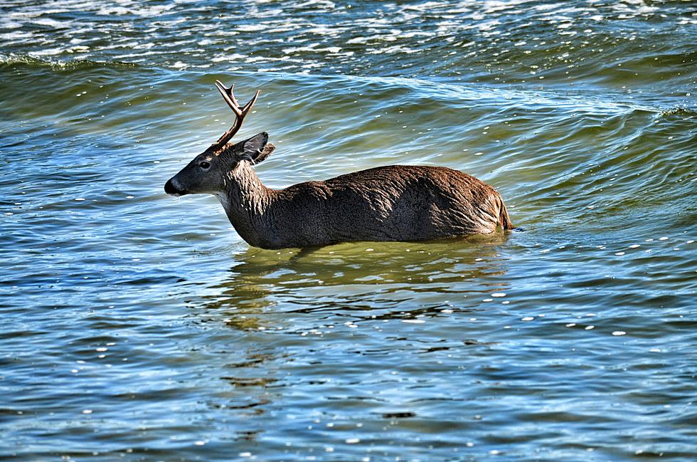 Confused deer was stranded in Jersey Shore water for hours